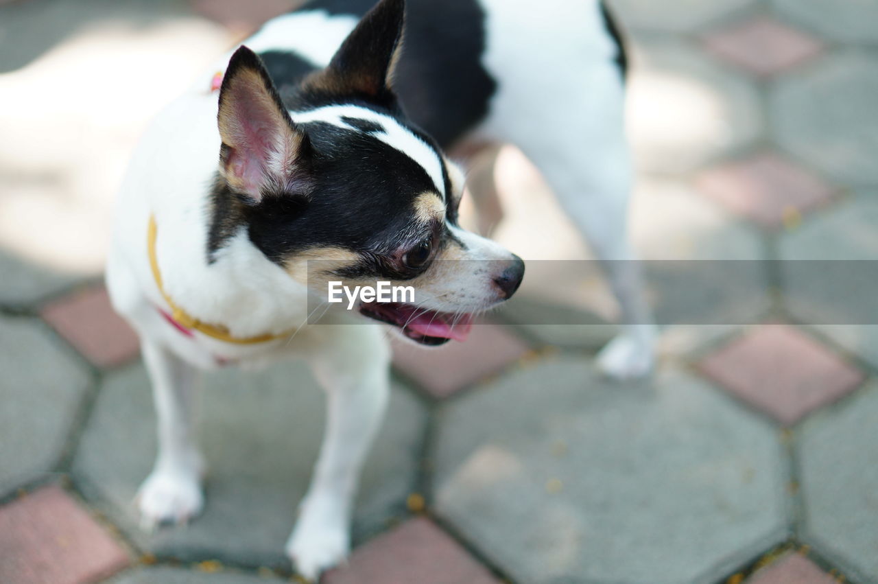 CLOSE-UP OF DOG LOOKING AWAY