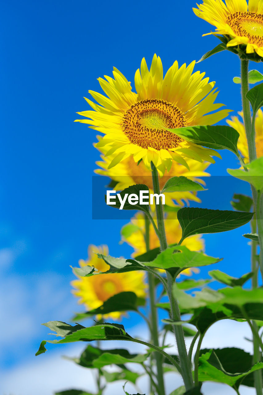 Low angle view of sunflowers against blue sky