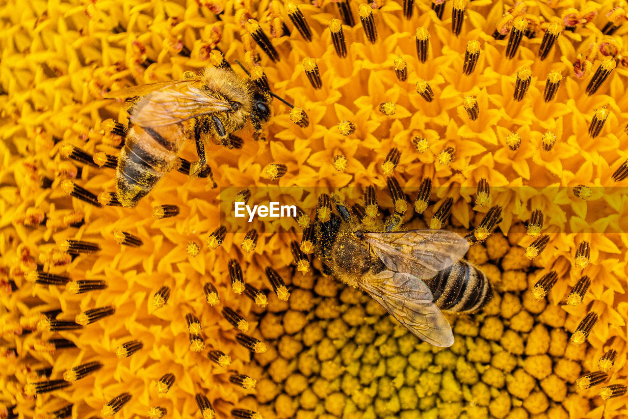 High angle view of bee pollinating on flower