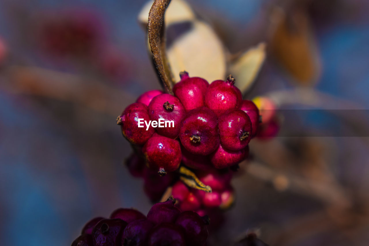 Unpicked berries