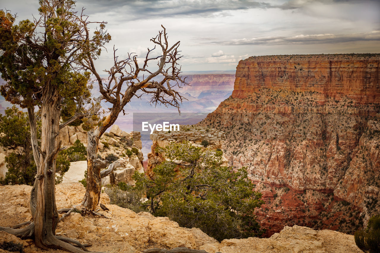 View of trees on landscape against cloudy sky