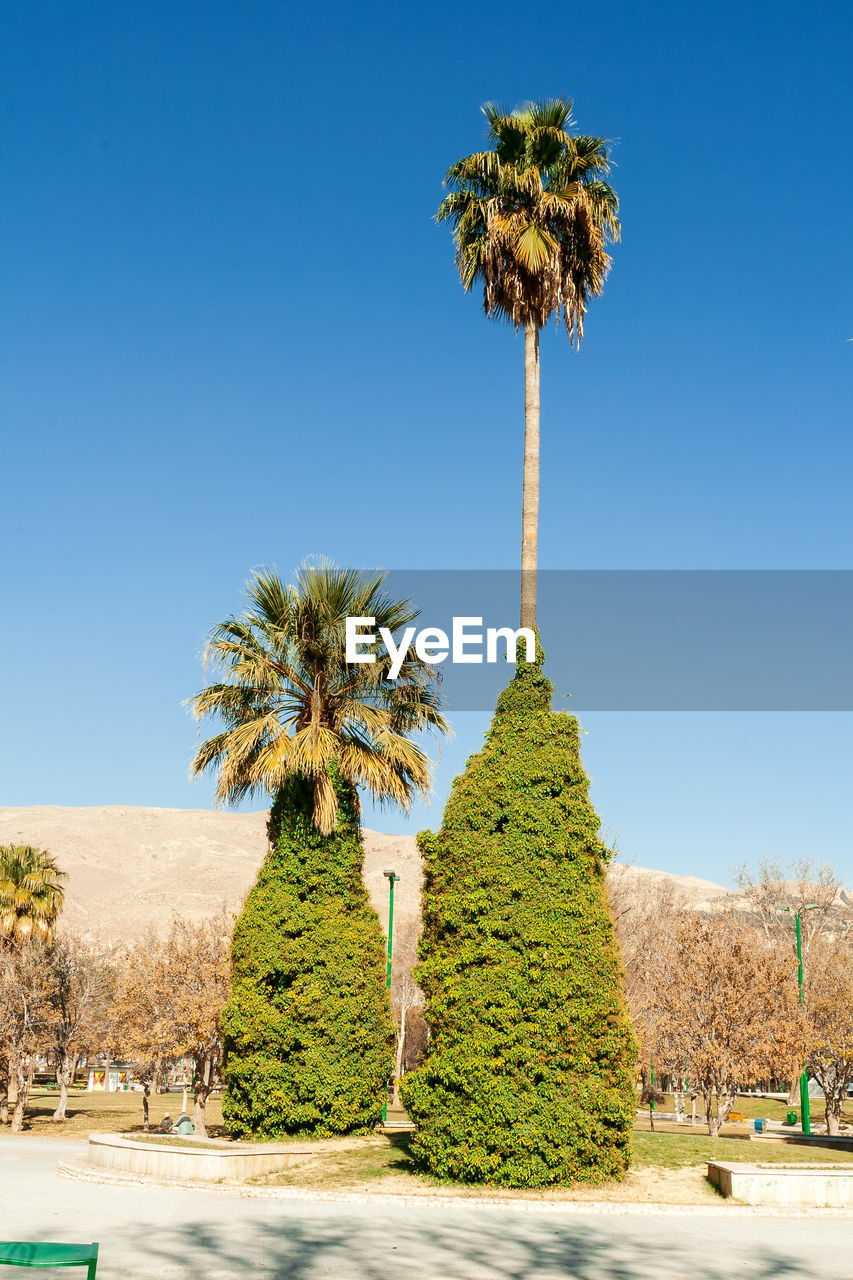 PALM TREES AGAINST CLEAR BLUE SKY
