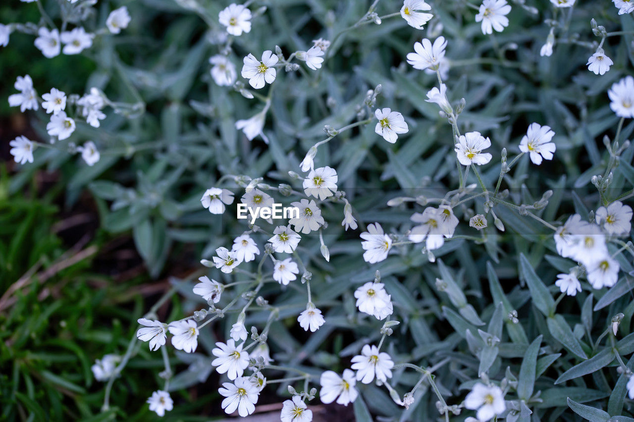 plant, flower, flowering plant, beauty in nature, freshness, growth, nature, fragility, close-up, no people, white, plant part, day, leaf, petal, botany, green, outdoors, flower head, focus on foreground, inflorescence, land, high angle view, field, herb, wildflower