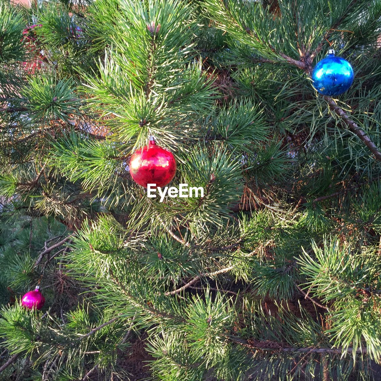 PLANTS GROWING ON A TREE