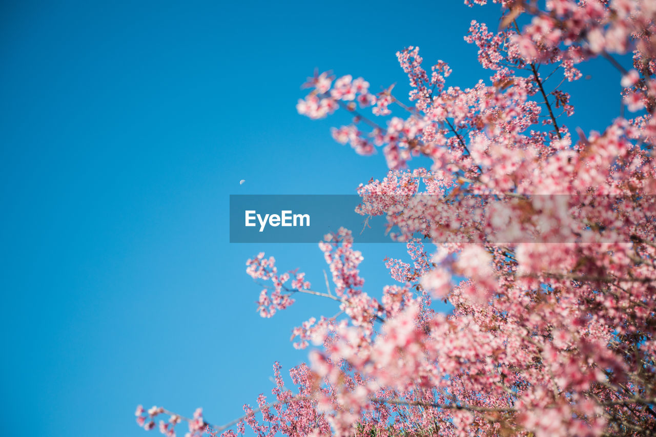 These are wild himalayan cherry blooming in chiang mai, thailand. in chiang mai, thailand.