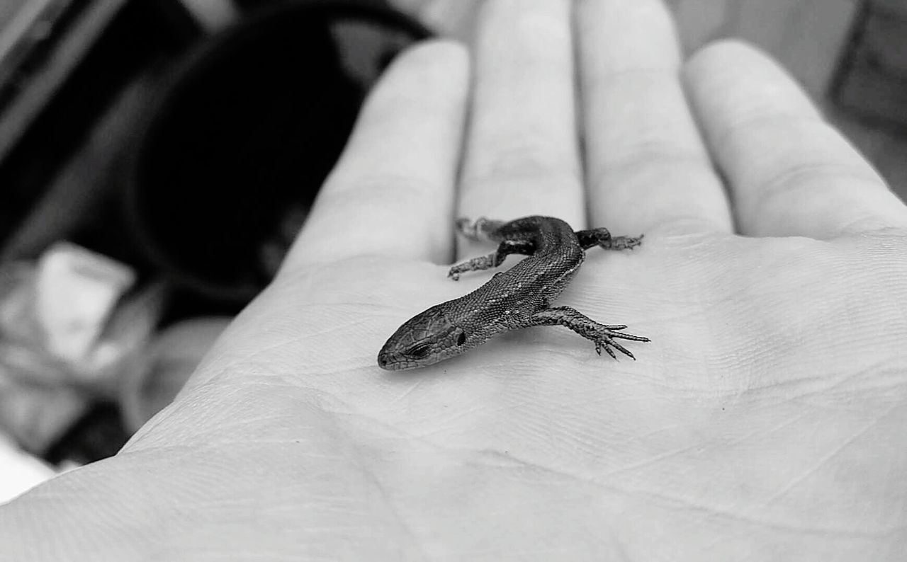 CLOSE-UP OF HUMAN HAND HOLDING LIZARD ON FINGER