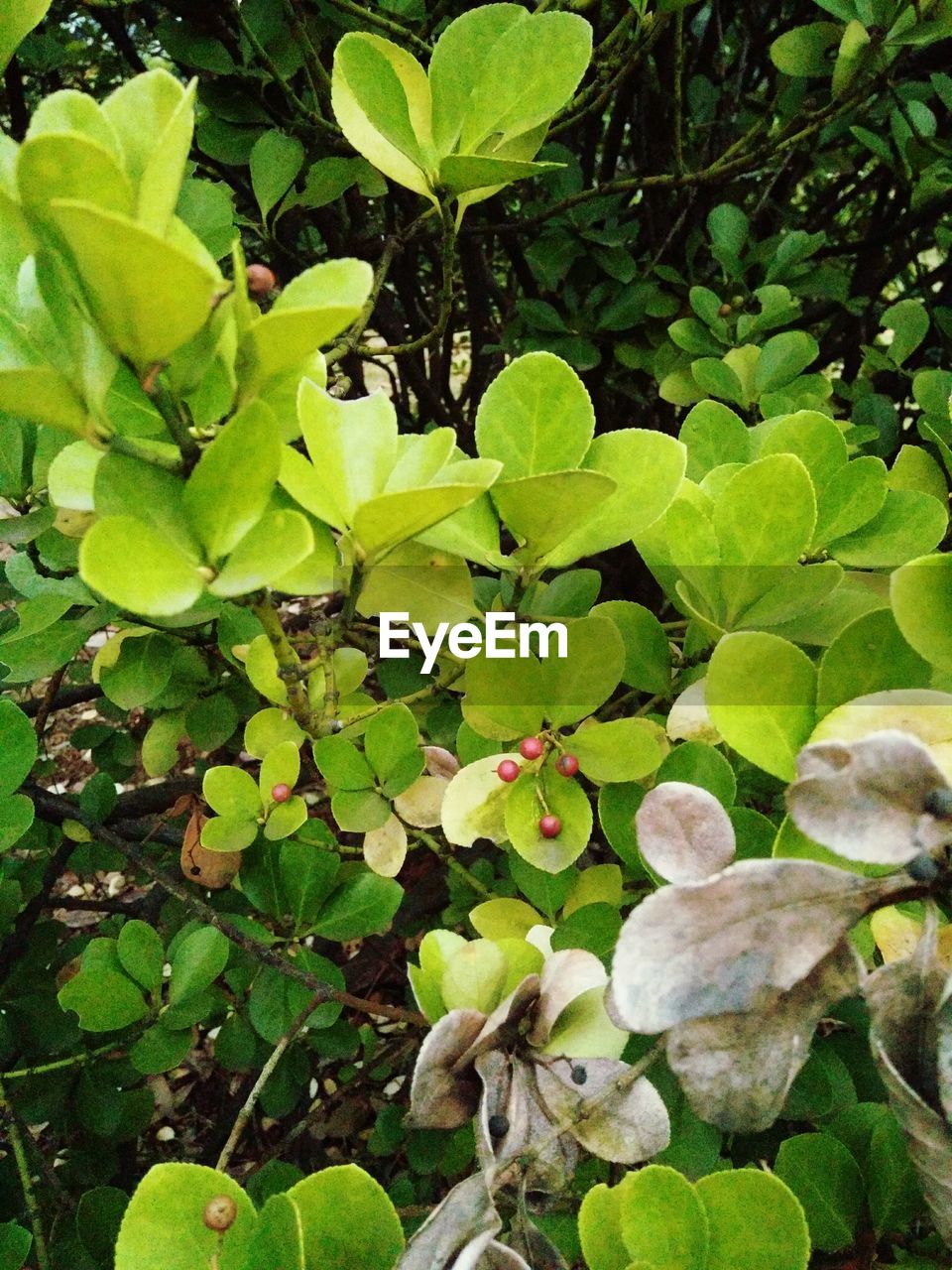 CLOSE-UP OF FRESH GREEN LEAVES ON PLANT