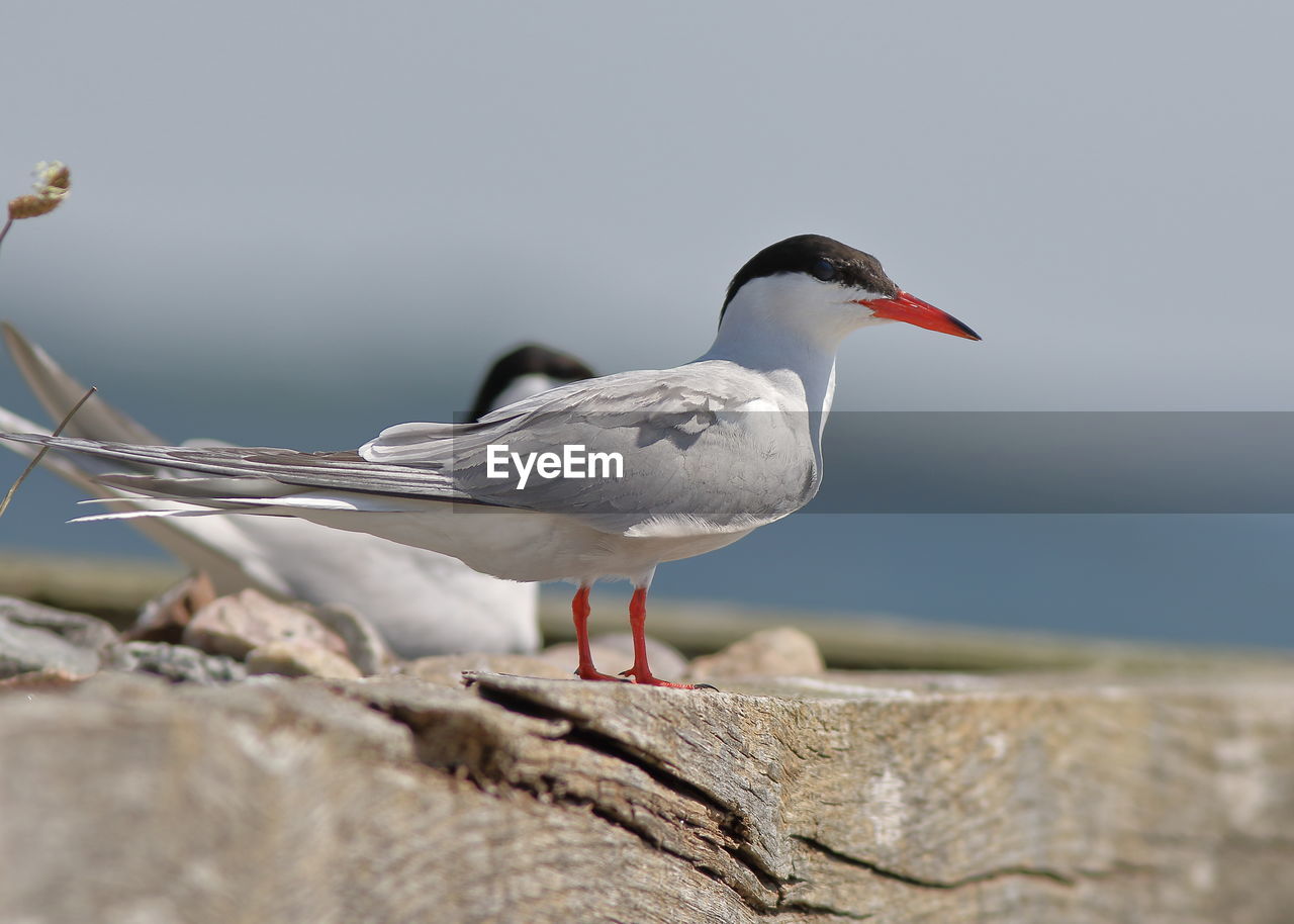 CLOSE-UP OF SEAGULL PERCHING ON A BIRD AGAINST THE SKY