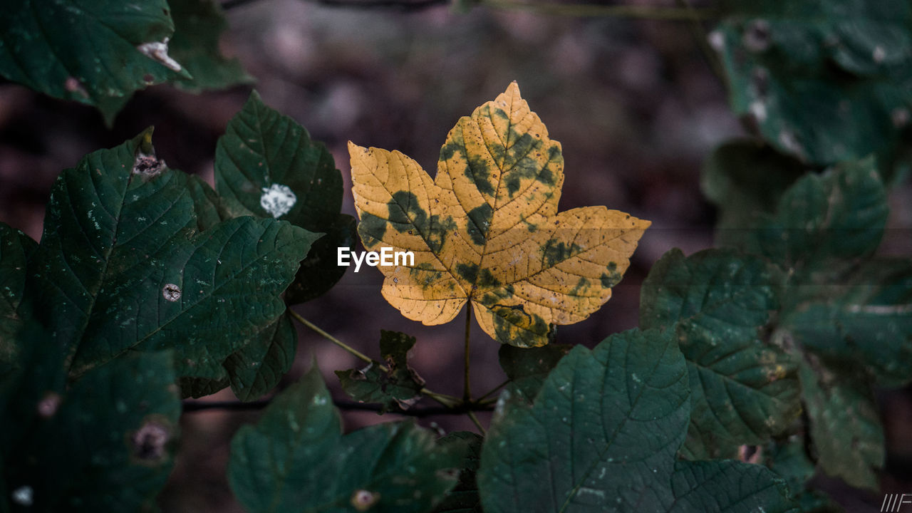 Close-up of yellow autumn leaves