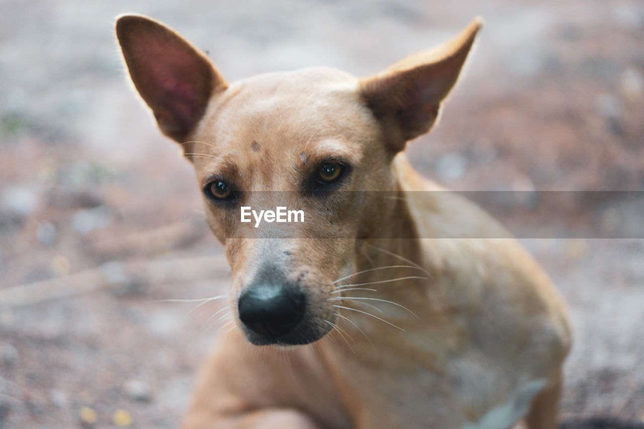 Close-up portrait of dog