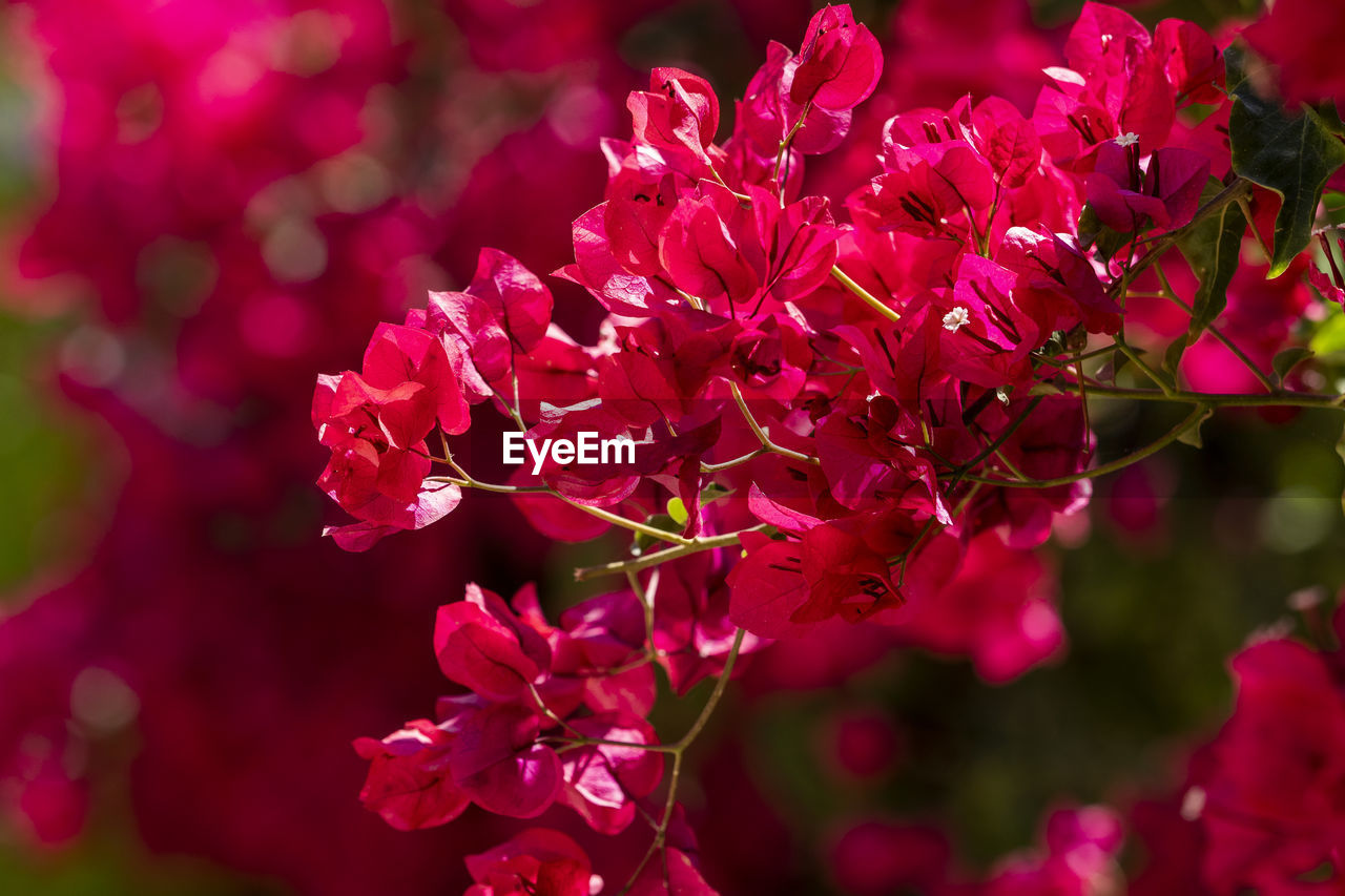 Close-up of pink bougainvillea