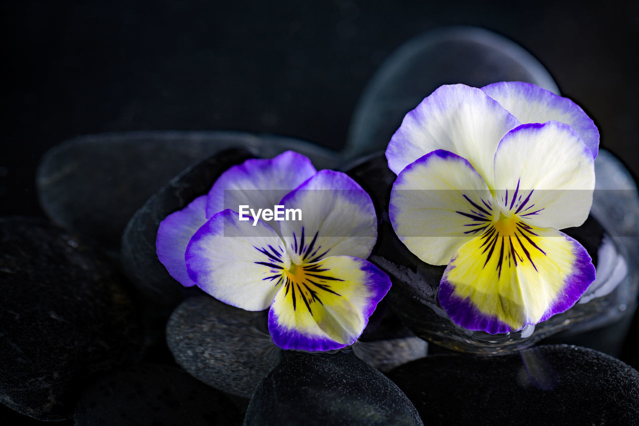 HIGH ANGLE VIEW OF PURPLE CROCUS FLOWER