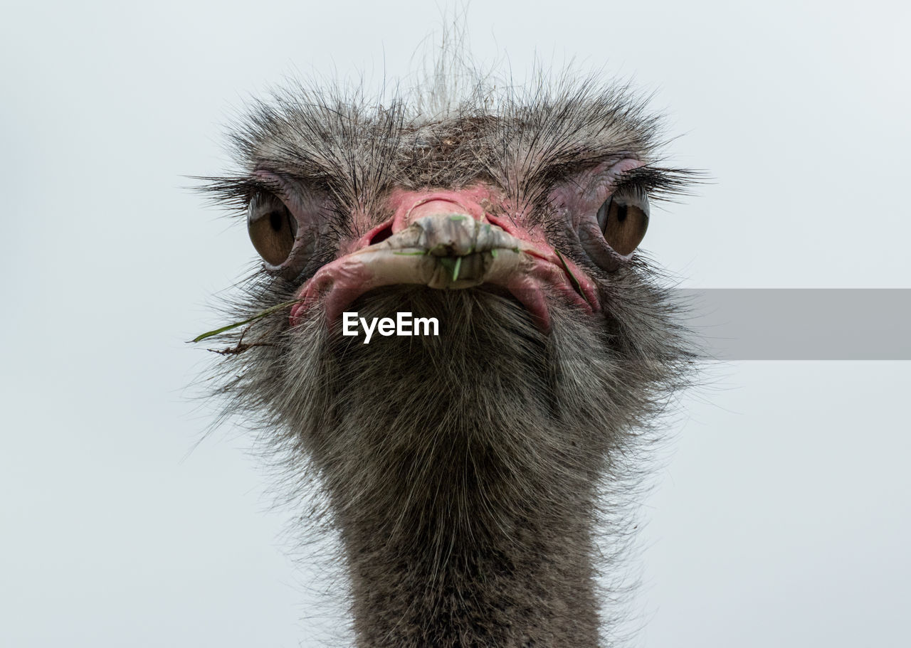 Close-up portrait of ostrich against clear sky