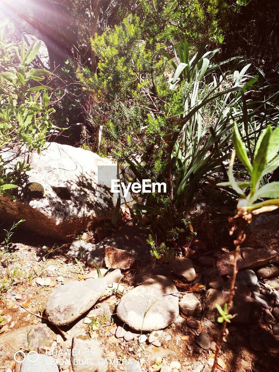 CLOSE-UP OF TREES IN FOREST