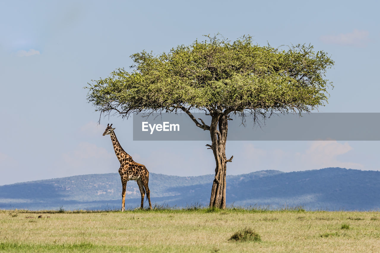 Giraffe standing by tree on land against sky