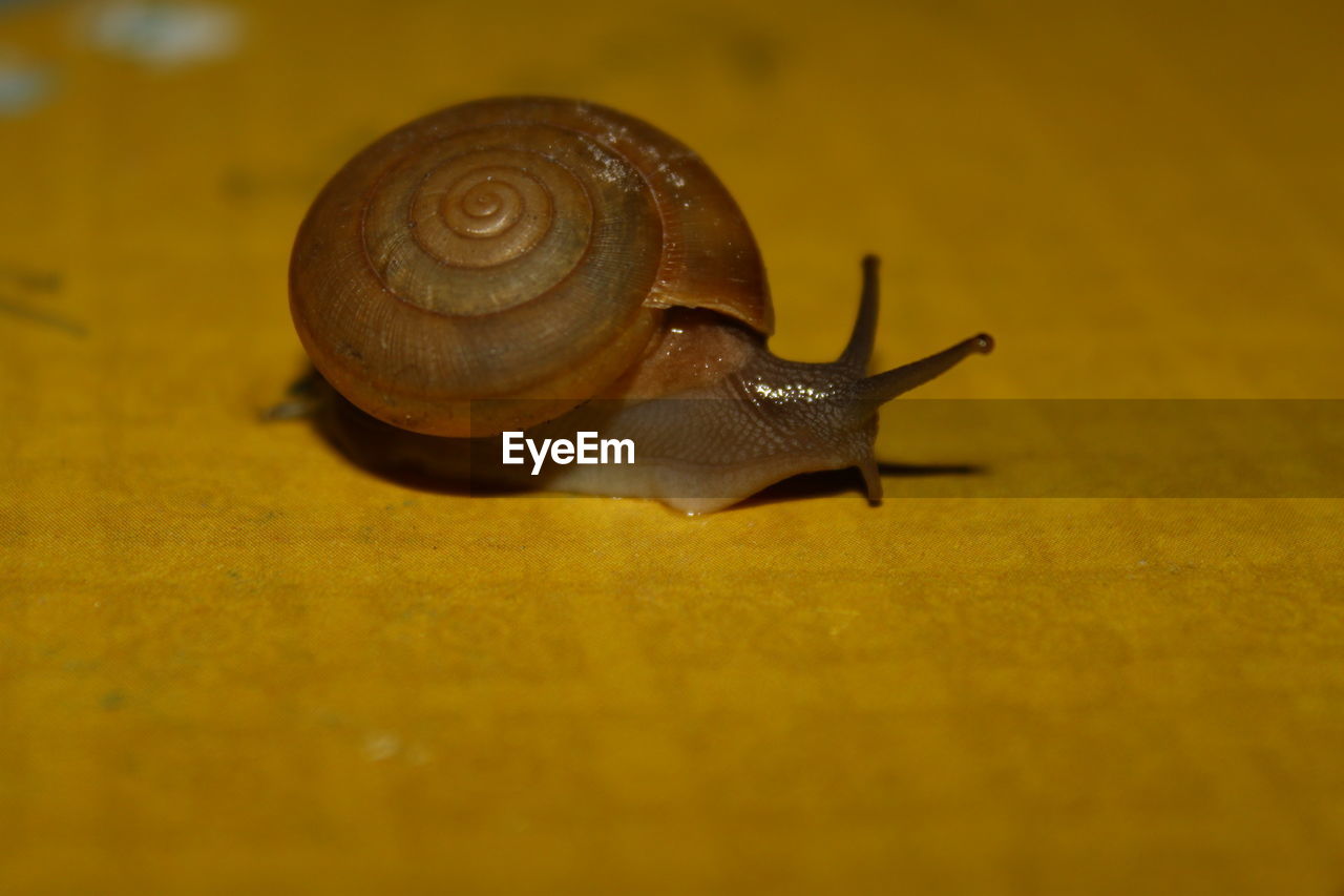 Close-up of snail