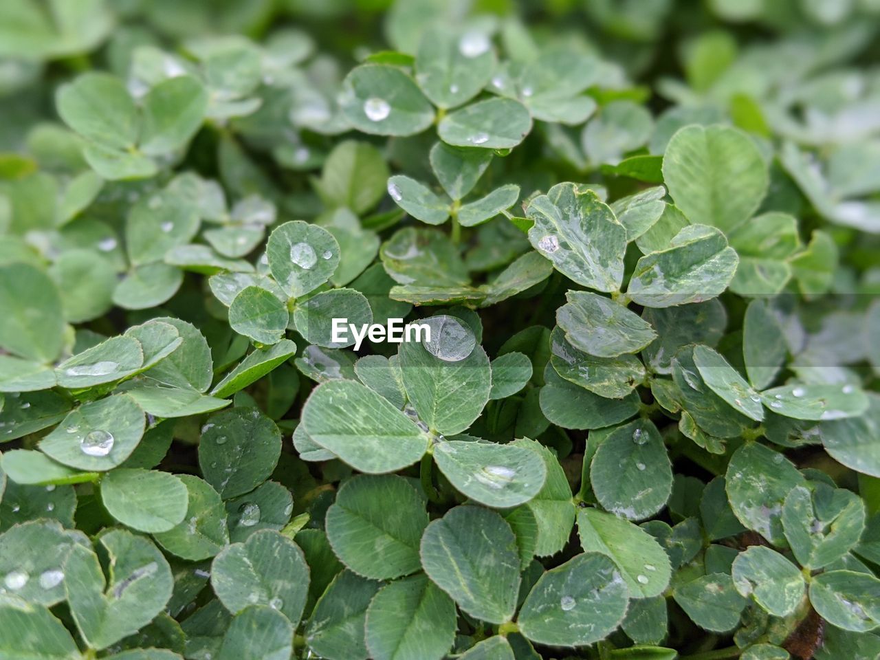 Close-up of raindrops on clover leaves