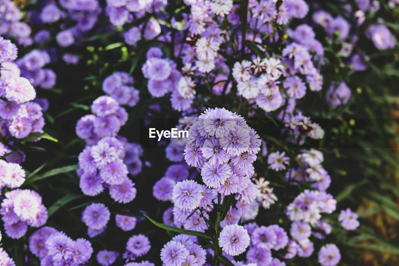 close-up of purple flowers