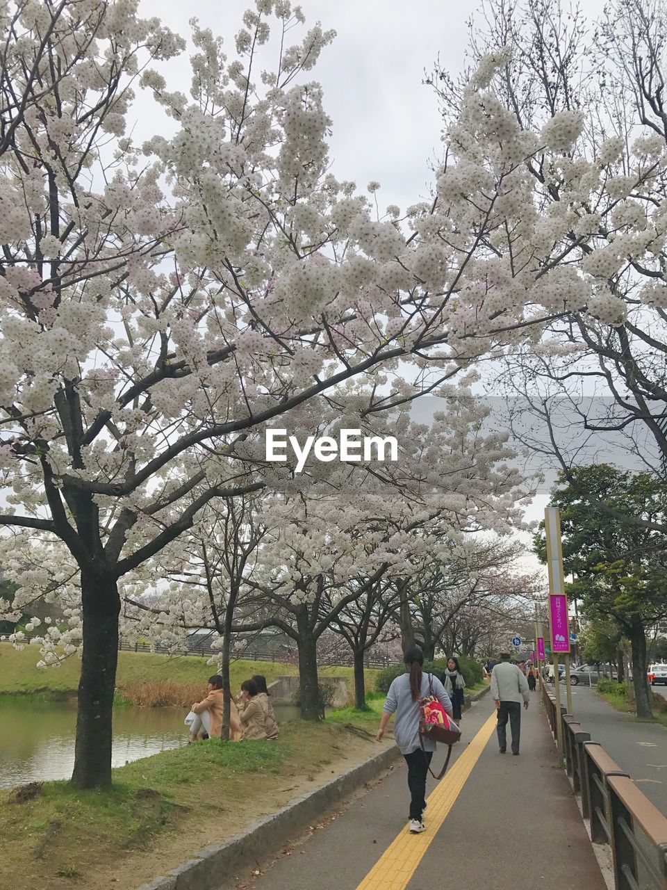 MAN WALKING ON CHERRY BLOSSOM TREE