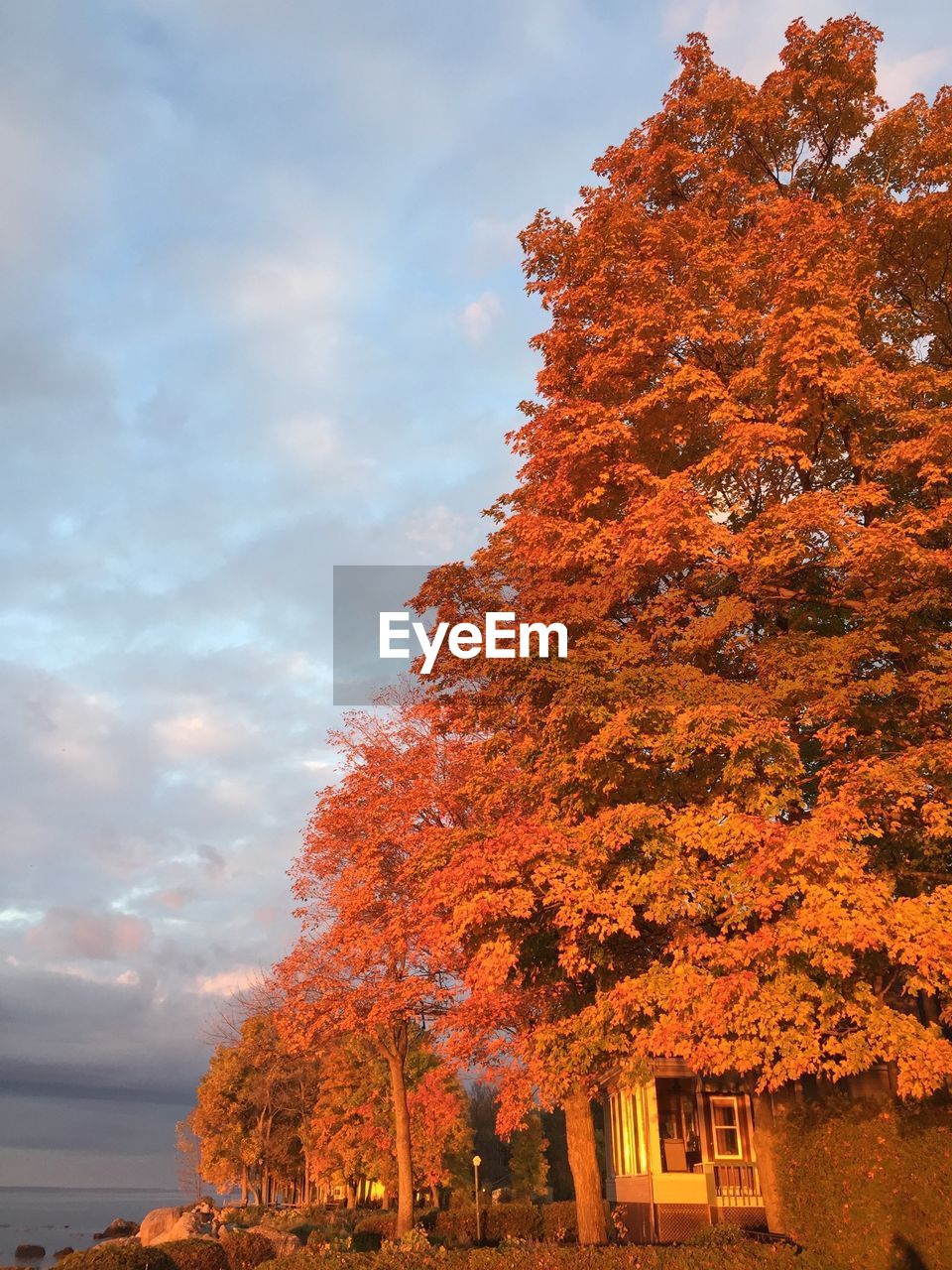 Low angle view of autumn trees against cloudy sky