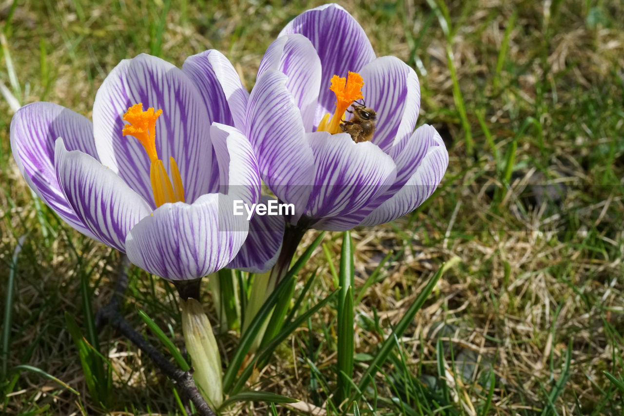 Close-up of purple crocus flowers on field