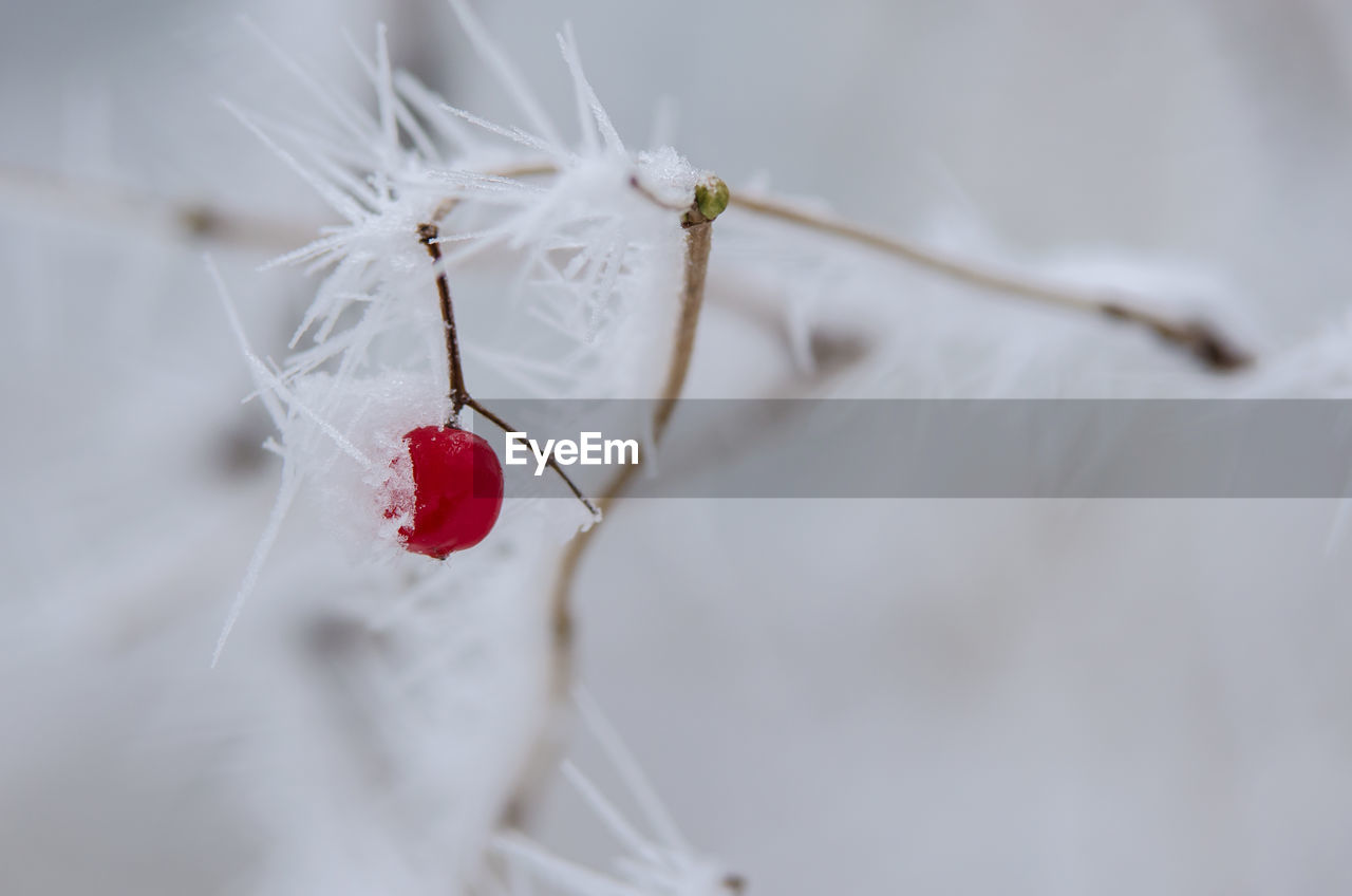 white, close-up, macro photography, red, flower, branch, no people, plant, petal, nature, focus on foreground, selective focus, spring, beauty in nature, twig, leaf, fragility, outdoors, day, winter, love, hanging, celebration