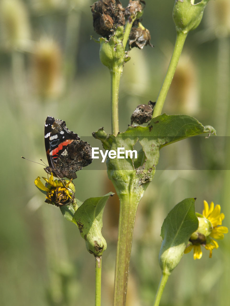 CLOSE-UP OF BUTTERFLY ON PLANT