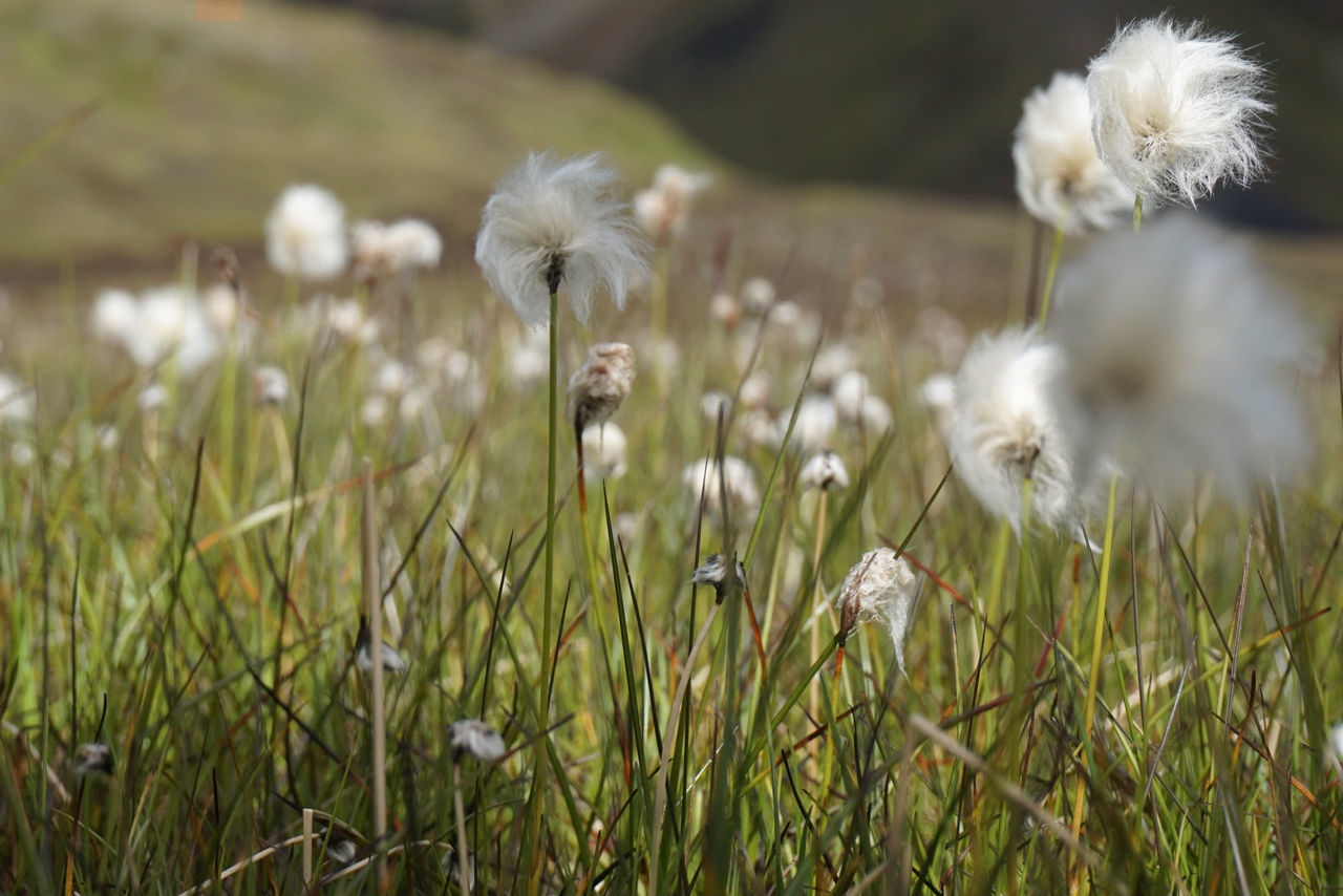 Close-up of white flowering plants on field