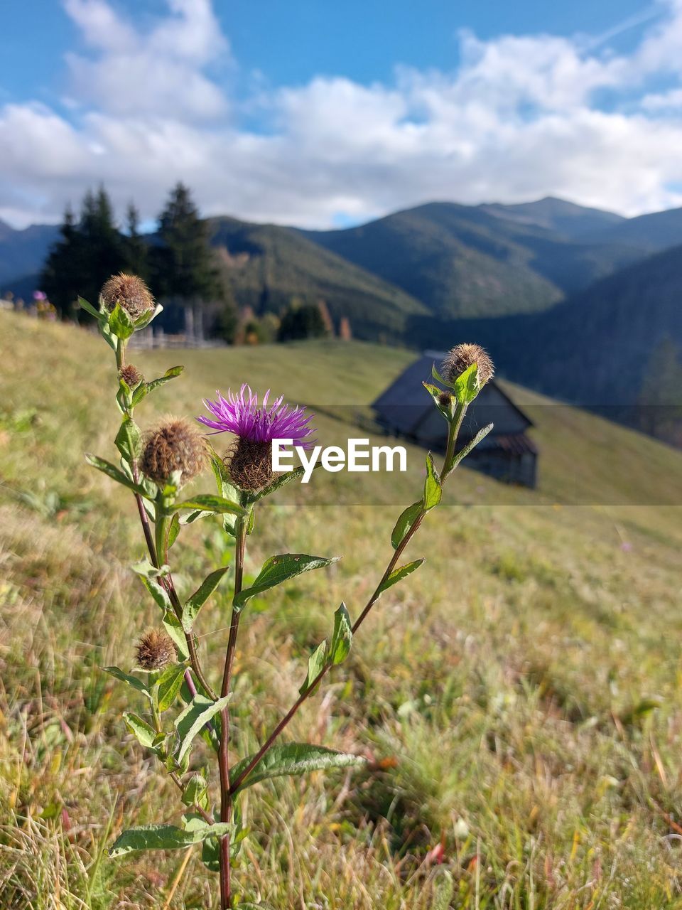 plant, nature, flower, flowering plant, cloud, beauty in nature, sky, mountain, leaf, day, outdoors, no people, adventure, tree, environment, land, sunlight, landscape, freshness, travel destinations, blue, scenics - nature, travel, green, meadow