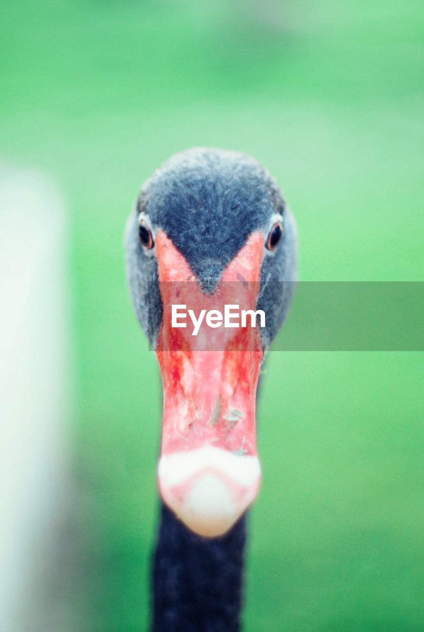 CLOSE-UP PORTRAIT OF PARROT