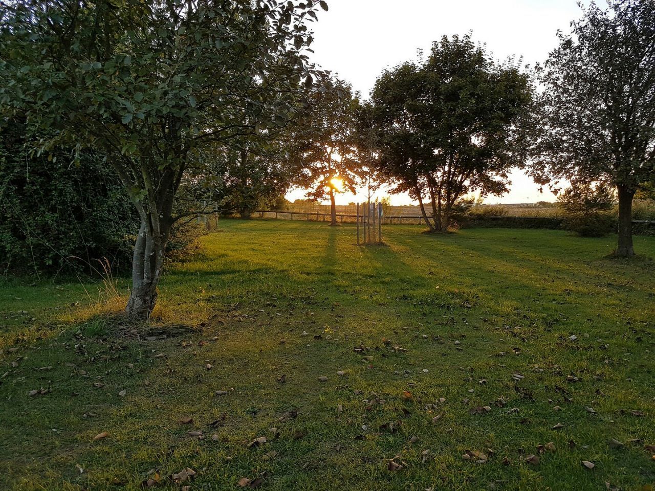 TREES ON FIELD