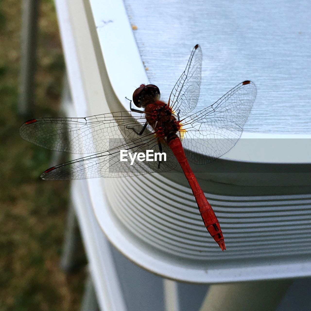 Close-up of red dragonfly on table