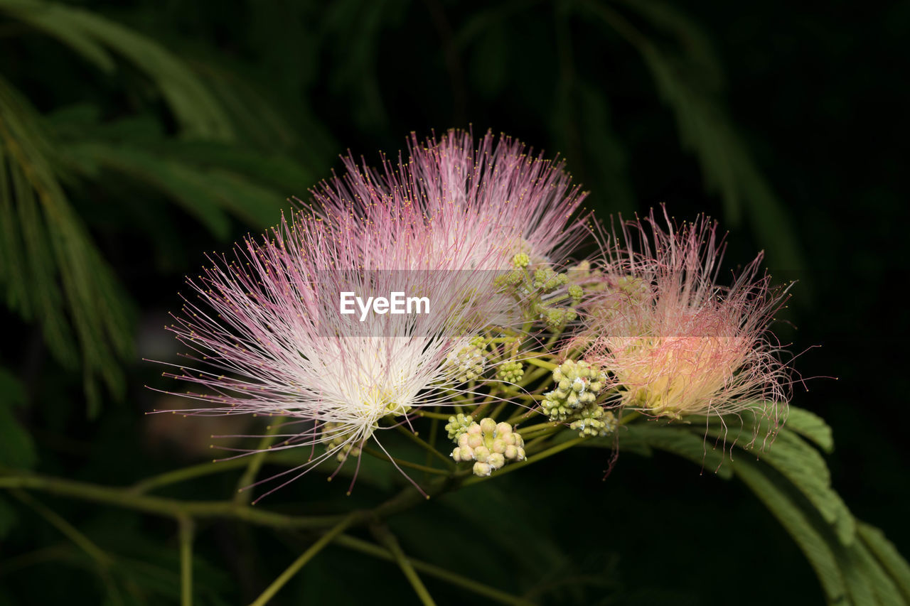 CLOSE-UP OF THISTLE