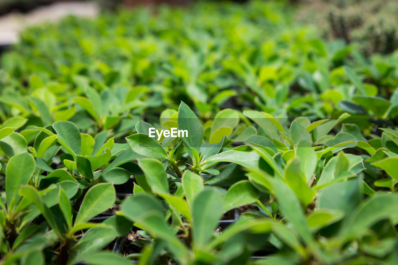 FULL FRAME SHOT OF FRESH GREEN LEAVES