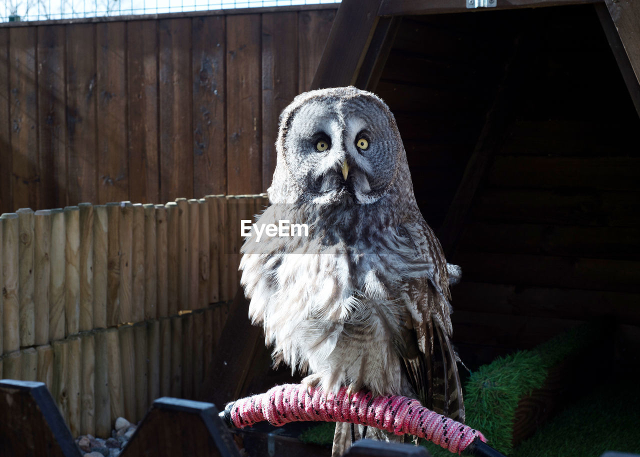 CLOSE-UP OF OWL