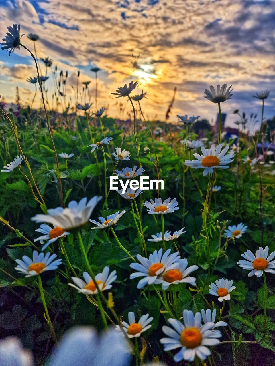 flower, plant, flowering plant, beauty in nature, freshness, nature, growth, fragility, meadow, close-up, petal, wildflower, no people, flower head, field, land, inflorescence, sky, grass, botany, outdoors, day, water, sunlight, cloud, daisy, focus on foreground, tranquility, springtime, multi colored, blossom