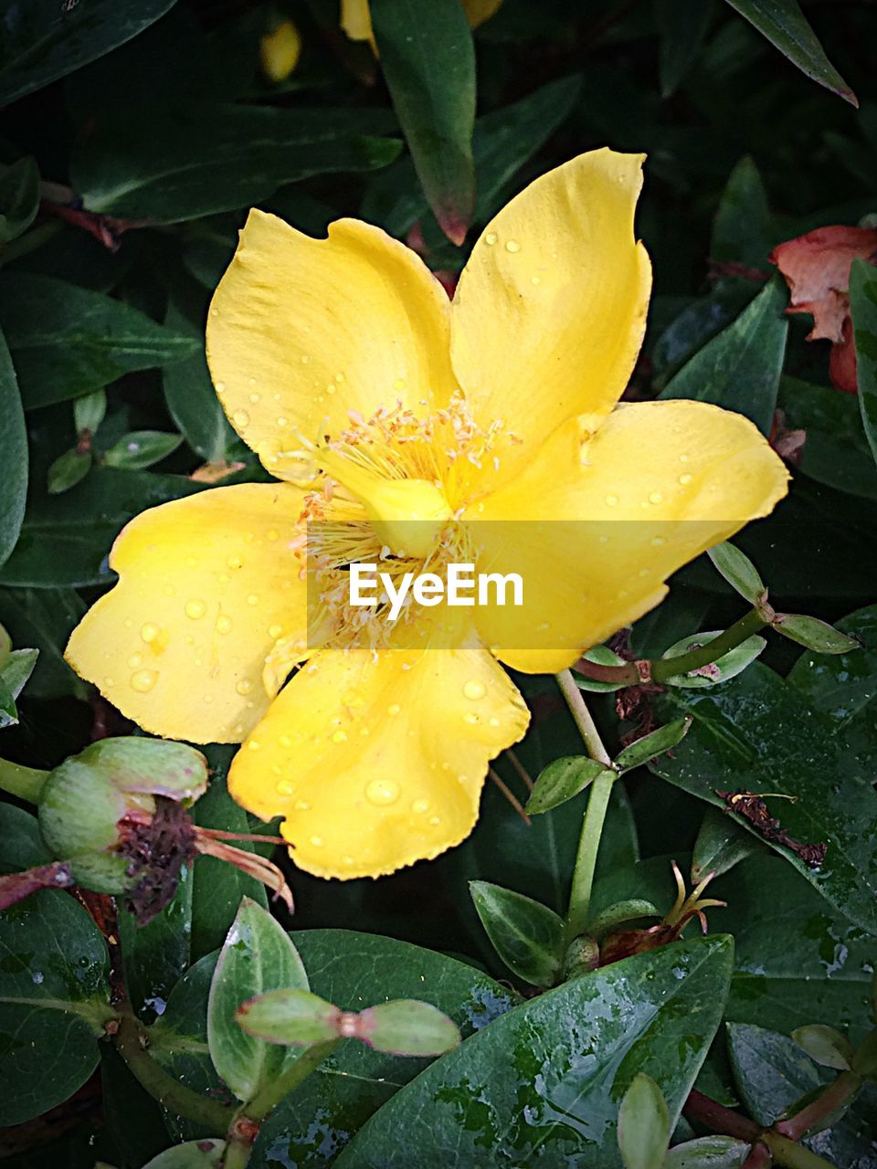 Close-up of yellow flower blooming outdoors