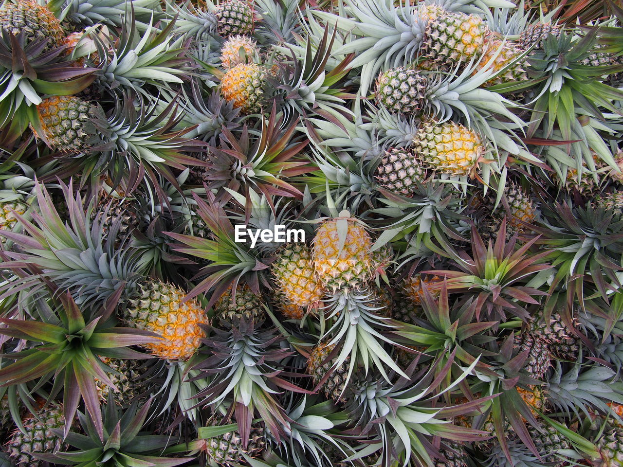 CLOSE-UP VIEW OF FRUIT TREE