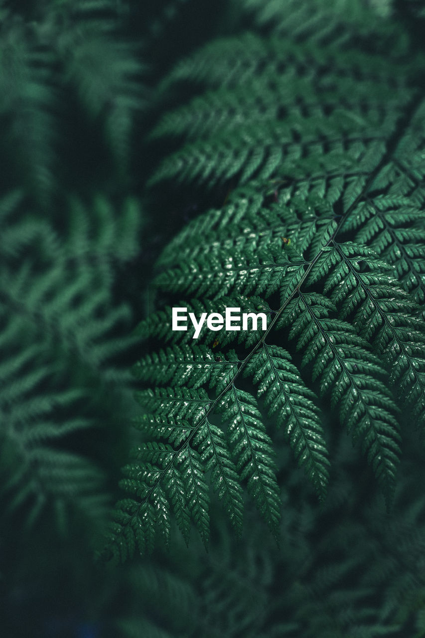 Full frame shot of fern