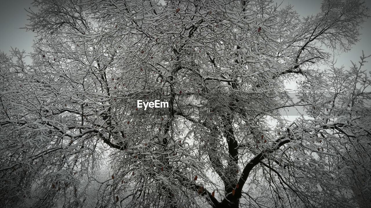 CLOSE-UP OF BARE TREE AGAINST THE SKY