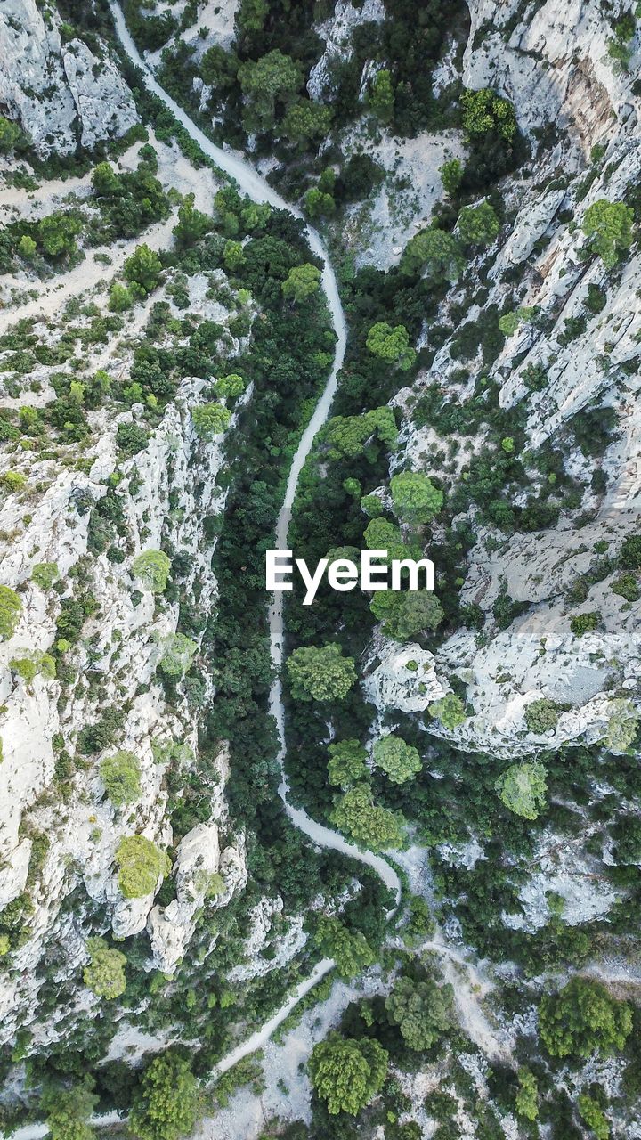 HIGH ANGLE VIEW OF MOSS GROWING ON ROCK AGAINST TREES