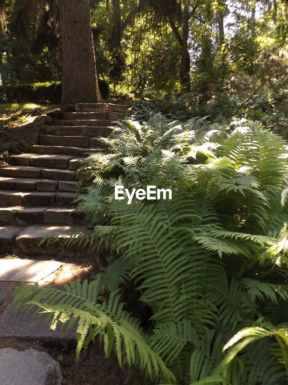 Steps by plants growing on field