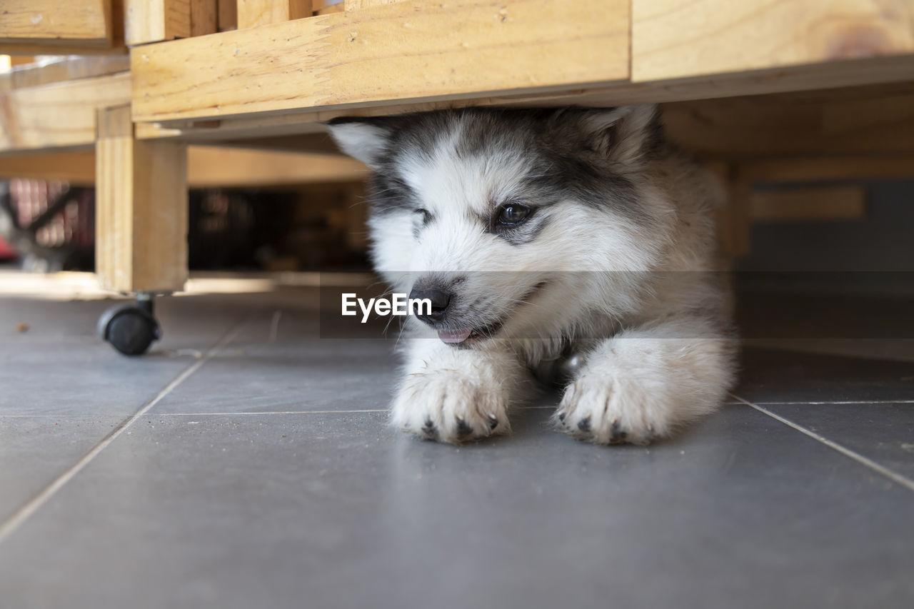 A siberian husky lies on the floor and looking away. a cute puppy lying under the table.