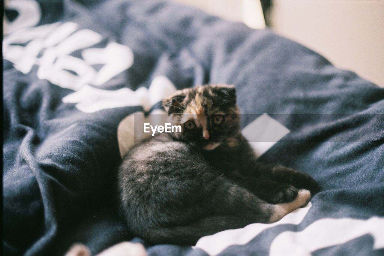 Midsection of person with cat on bed