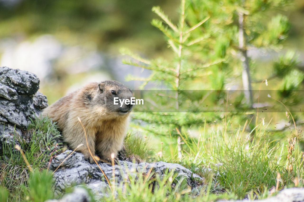 Wilde marmots in dolomites