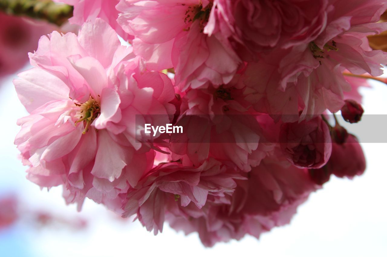 CLOSE-UP OF PINK CHERRY BLOSSOMS IN SPRING