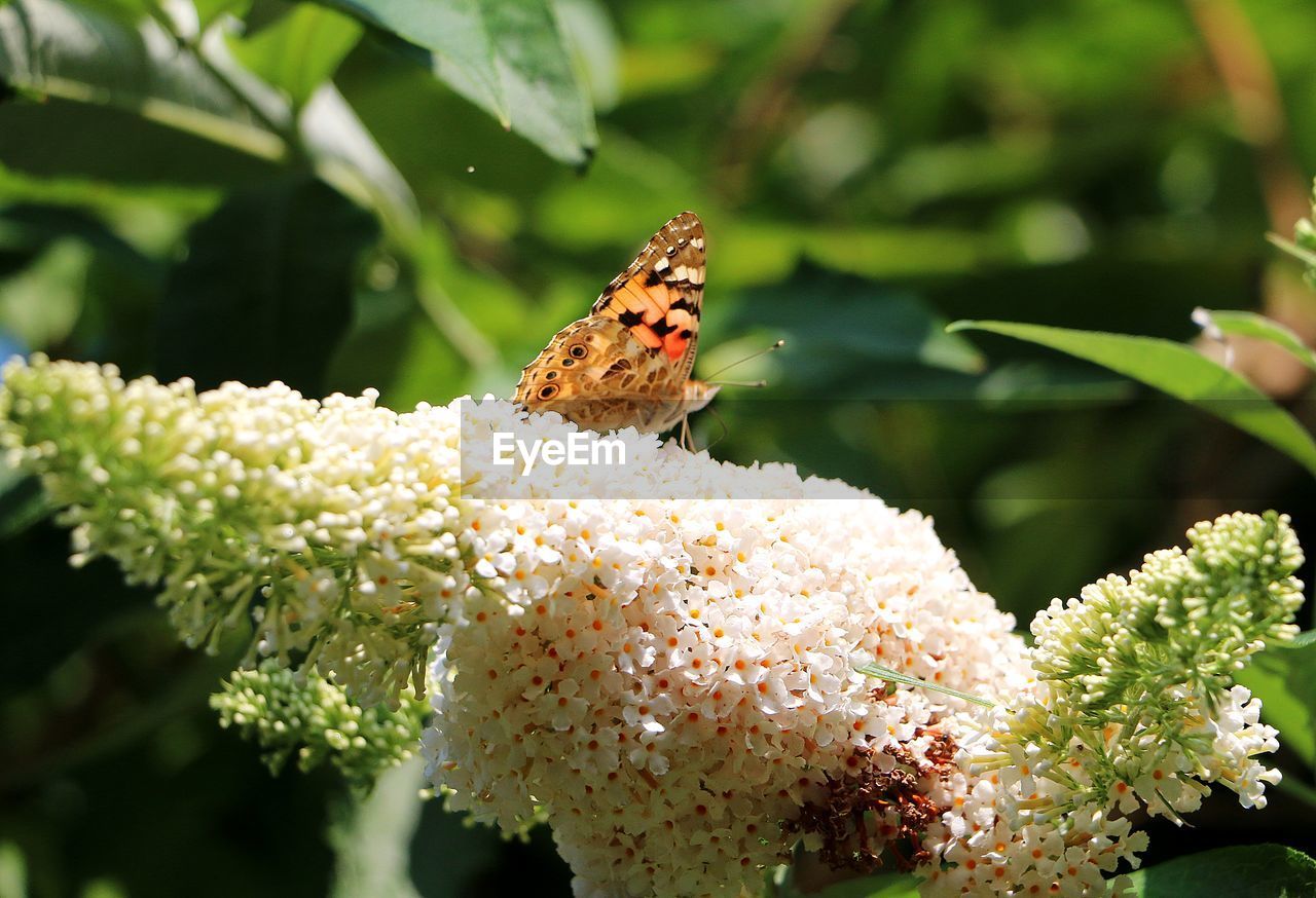 CLOSE-UP OF INSECT ON FLOWER