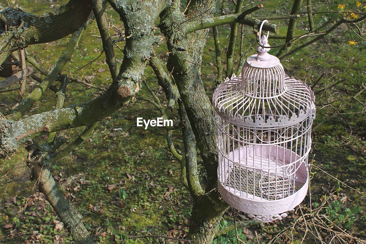 Empty bird cage hanging on tree