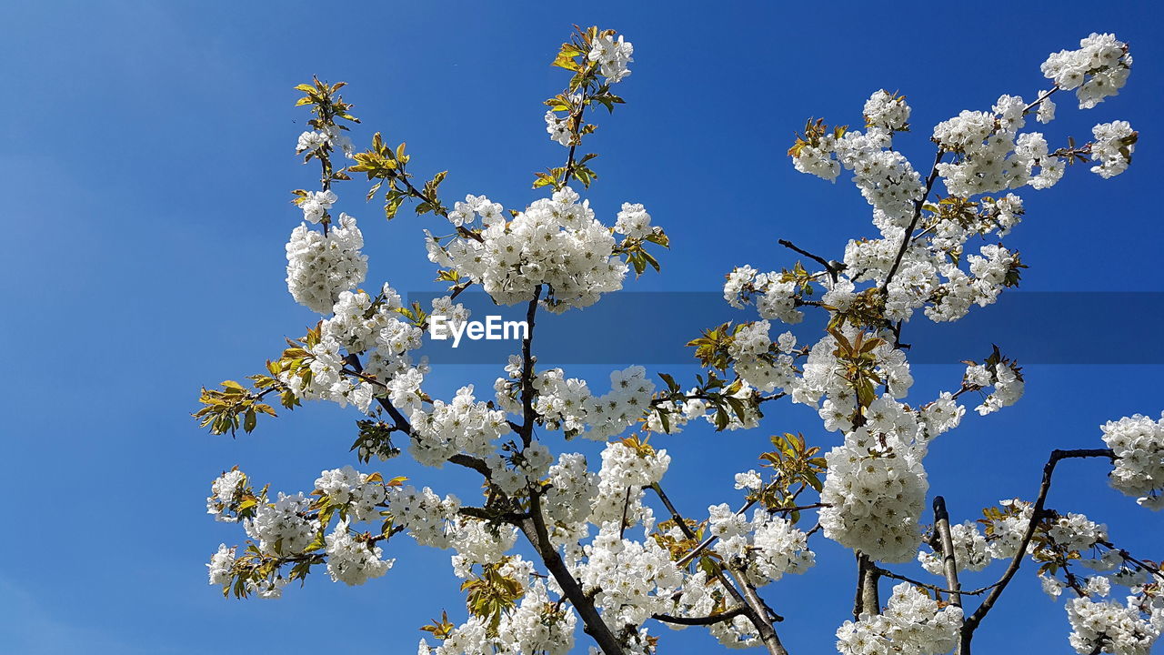 LOW ANGLE VIEW OF CHERRY BLOSSOMS IN SPRING