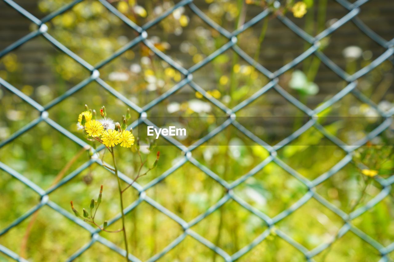 CLOSE-UP OF YELLOW FLOWERING PLANT AGAINST FENCE